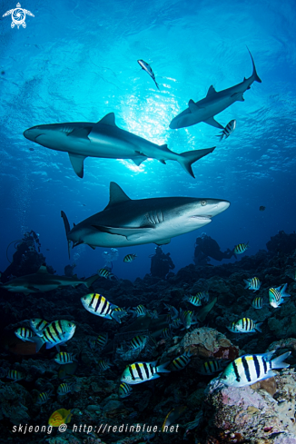 A Gray reef shark