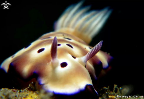 A hypselodoris tryoni 