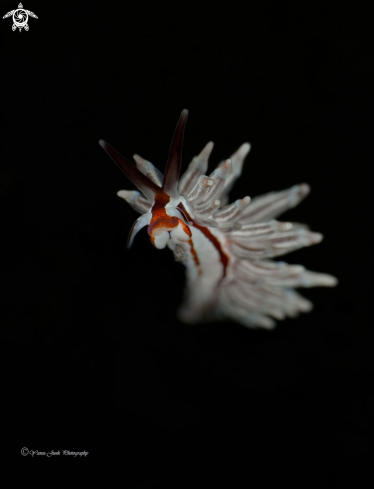 A Eubranchus sp | Eubranchus Sp