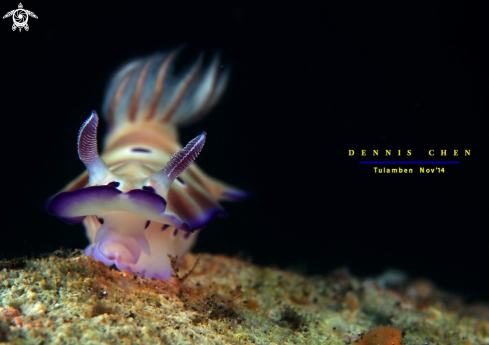 A Hypselodoris tryoni