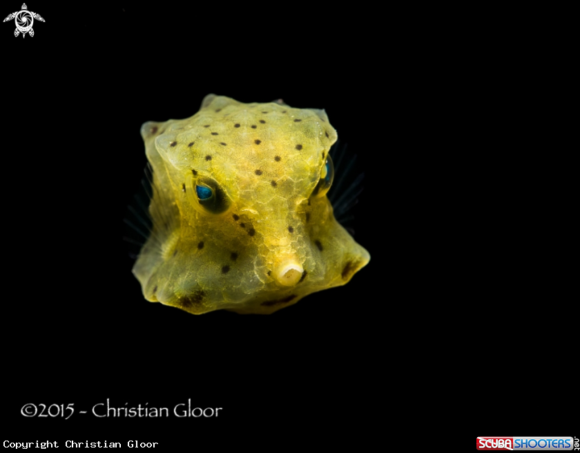 A Juvenile  yellow boxfish