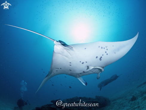 A Manta Ray