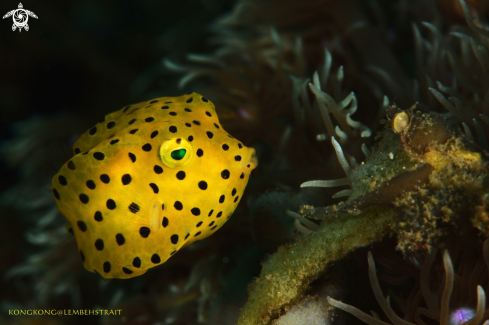 A Yellow Box Fish