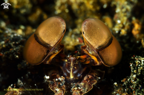 A Mantis Shrimp