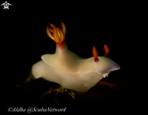 A Nudibranch