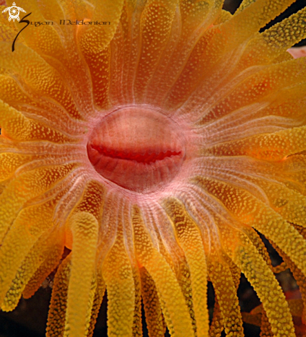 A Anemone