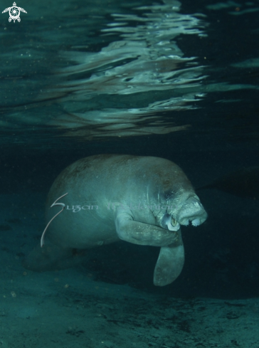 A Manatee