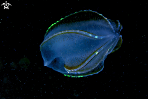 A Sea Walnut,Comb Jelly