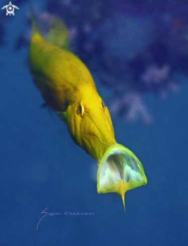 A Trumpet fish