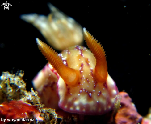 A hypselodoris krakatoa