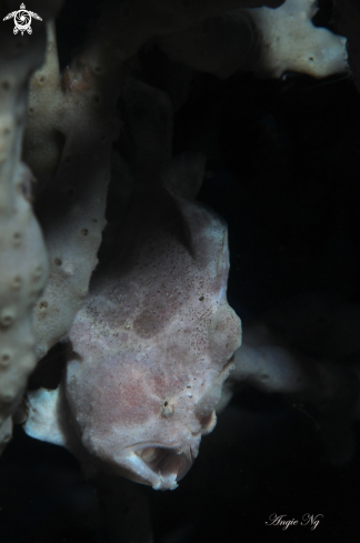 A Frogfish