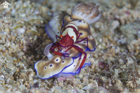 A periclimenes imperator | periclimenes imperator e nudibranco