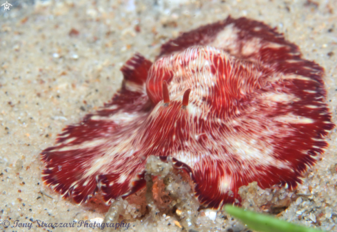 A White-lined flatworm