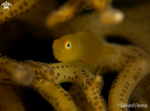 A bearded goby