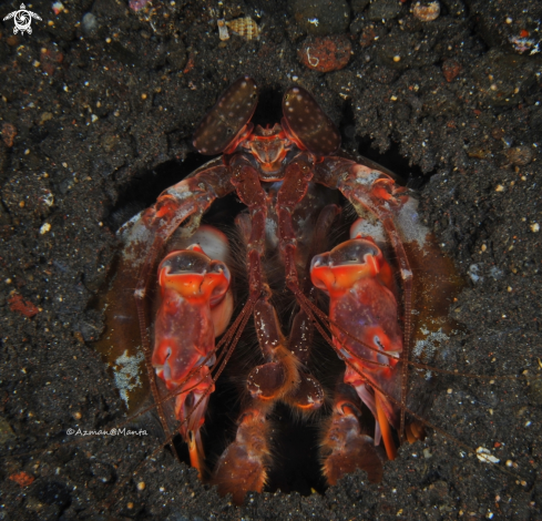 A Lysiosquillina Lisa | Mantis Shrimp