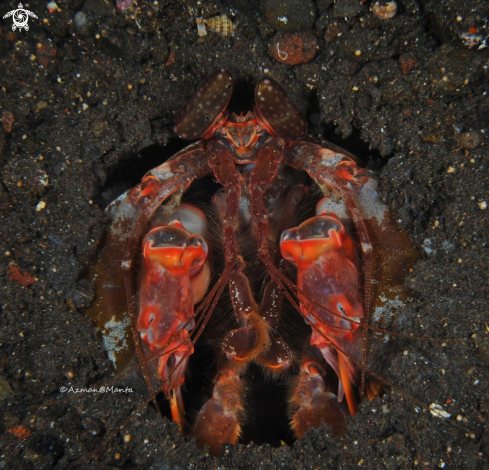 A Mantis Shrimp