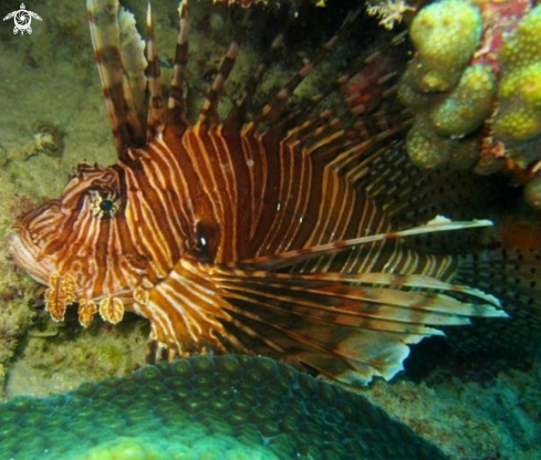 A Pterois Volitans | Lion fish