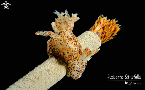 A Thecacera pennigera and sabella spallanzanii | Nudibranch on spirograph