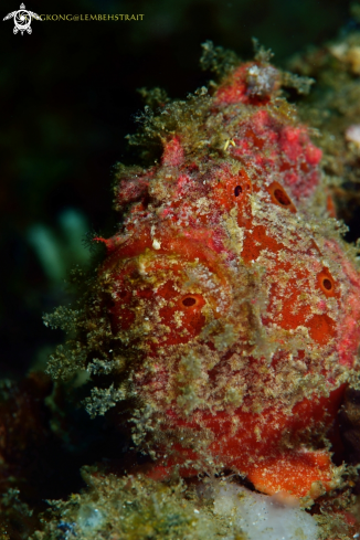 A Frogfish