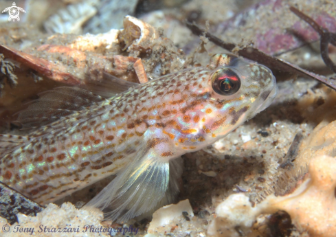 A Sloth goby