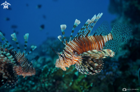 A Lion fish