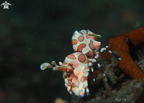 A Harlequin Shrimp