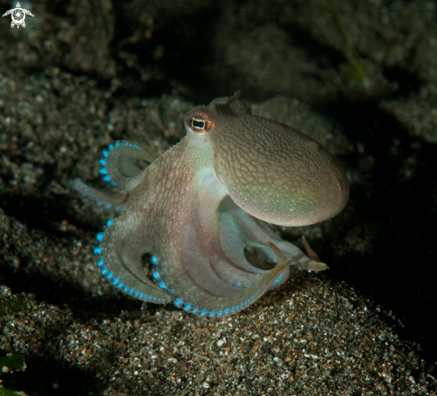 A underwater creature