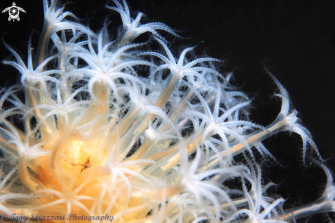 A Obese sea pen