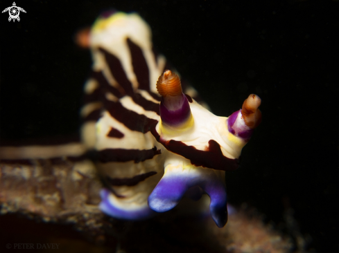 A Red Lined Nembrotha