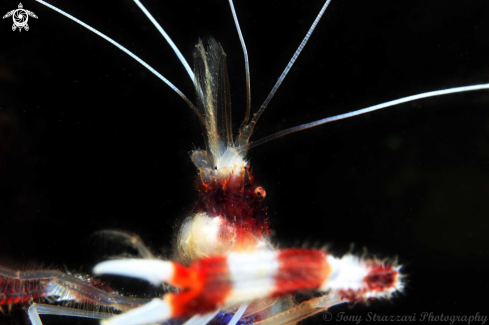 A Banded cleaner shrimp