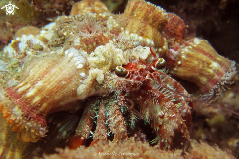 A Anemone Hermit Crab