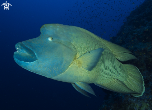 A Cheilinus undulatus | Napoleon