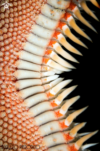 A Astropecten aranciacus