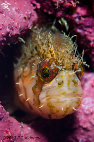 A Chirolophis nugator  | Mosshead Warbonnet