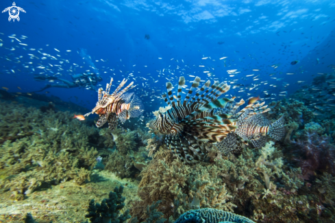 A Lion Fish