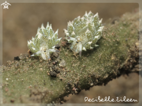 A Sheep nudi