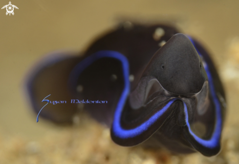 A Chelidonura varians | Blue Velvet Headshield, 