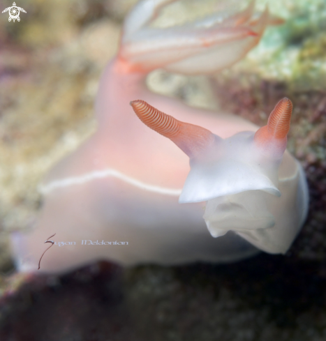 A Bullocks Hypselodoris