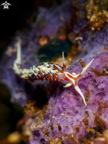 A Nudibranch