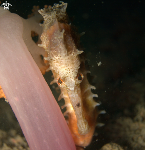 A Hippocampus Histrix | Thorny Seahorse