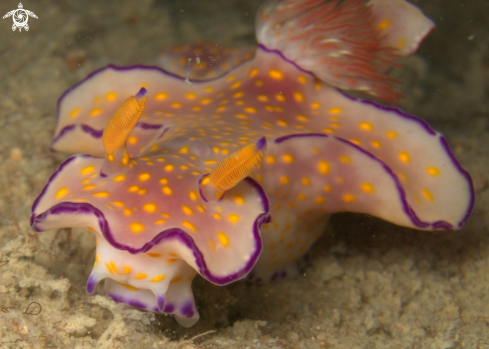 A Ceratosoma trilobatum | Trilobate Ceratosoma 