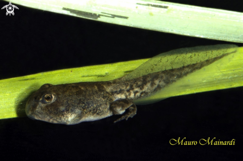 A Tadpole