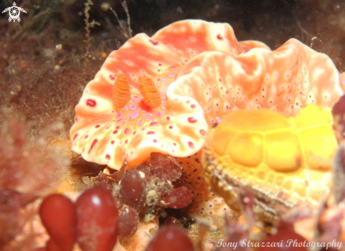 A Short-Tailed Ceratosoma