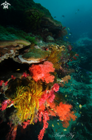 A Various Corals, both soft and hard.