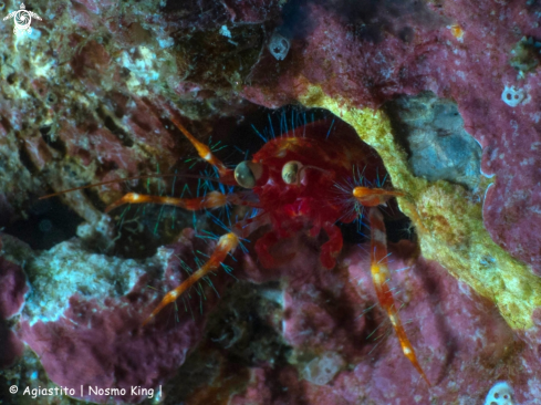 A Olivar's squat lobster