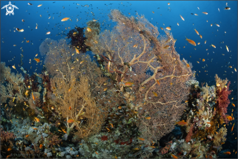 A aequoreus vita | marine life