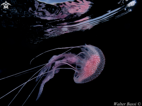 A pelagia noctiluca