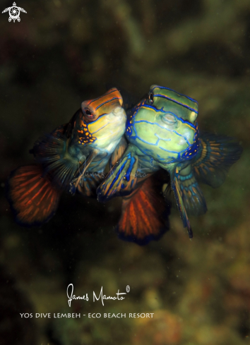 A Mandarin fish