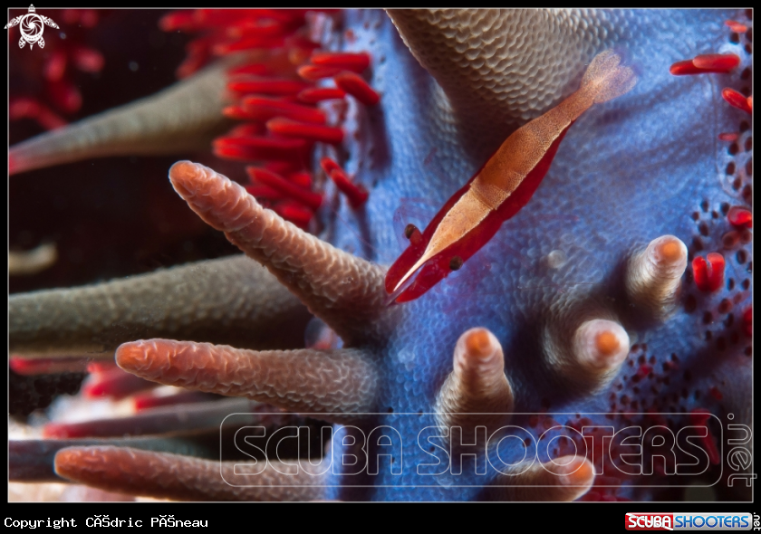 A Sea star shrimp