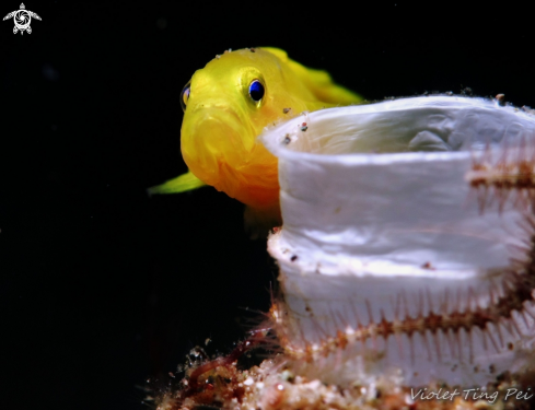 A Yellow Goby